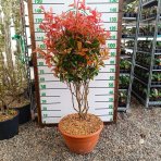 Červienka Fraserova (Photinia × fraseri) ´RED ROBIN´ - výška 110-120 cm, kont. C40L VIACKMENNÝ BONSAJ